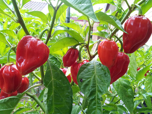 Chilli- Habanero Red