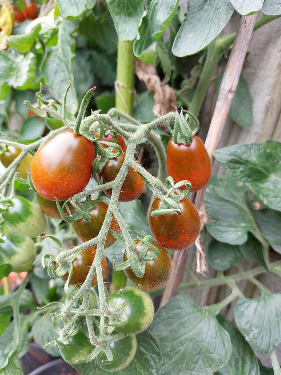 Verona – Organic Tomato Seed