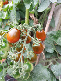 Verona – Organic Tomato Seed