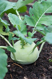 Beas – Kohlrabi Seed