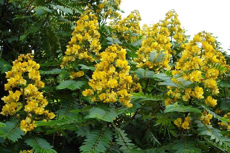 Cassia Siamea, Kased - Seeds