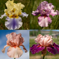 Bold Colours Bearded Iris Mixture Seeds