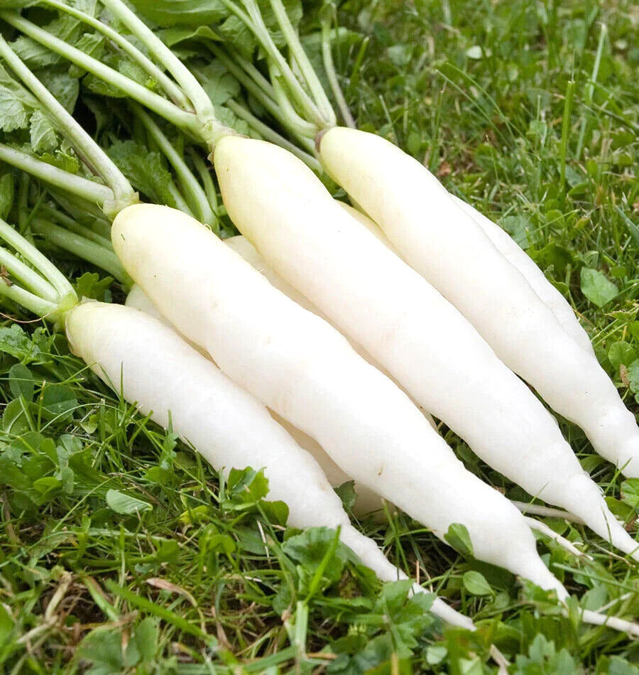 Radish- White Icicle