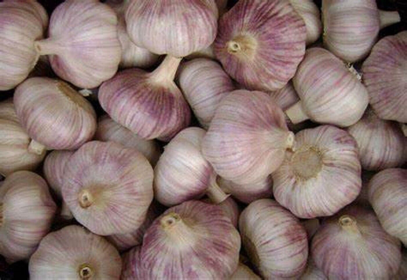 Garlic- Early Purple ()