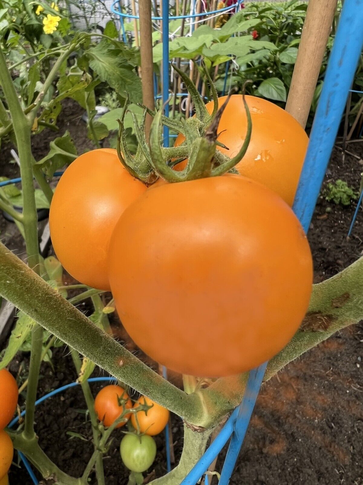 BHN 871 – Tomato Seed