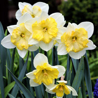 Daffodil Prom Dance Cream Bulb