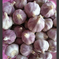 Garlic- Early Purple ()