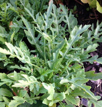 Bellezia – Arugula Seed