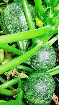 Zucchini Round Tondo Green Vegetable Seeds