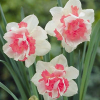 Daffodil Delnashaugh White Pink Bulbs