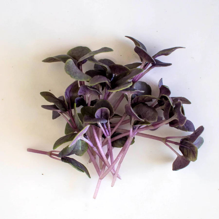 Basil, Dark Opal – Microgreen Seed