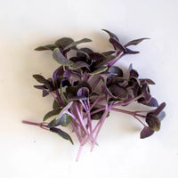 Basil, Dark Opal – Microgreen Seed