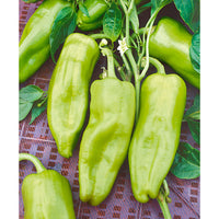 Capsicum- Sweet Cubanelle