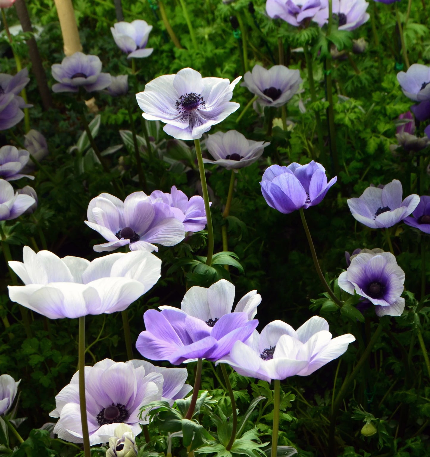 Anemone- De Caen Blue Bicolour