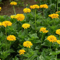 Zinnia- Oklahoma Golden Yellow