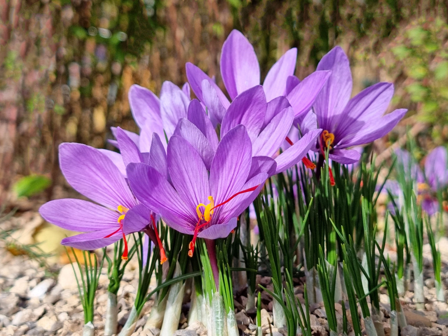 Saffron Bulbs