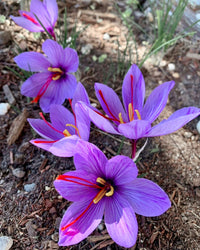 Crocus Bulbs