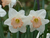 Daffodil Spring Pride Salome White Orange Bulb