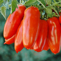 Tomato- San Marzano