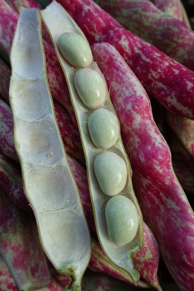 Borlotti Bean- Inferno