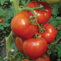 Bolseno – Tomato Seed