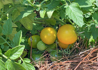 Taxi – Organic Tomato Seed