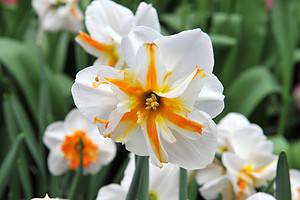 Daffodil Broadway Star White Bulb