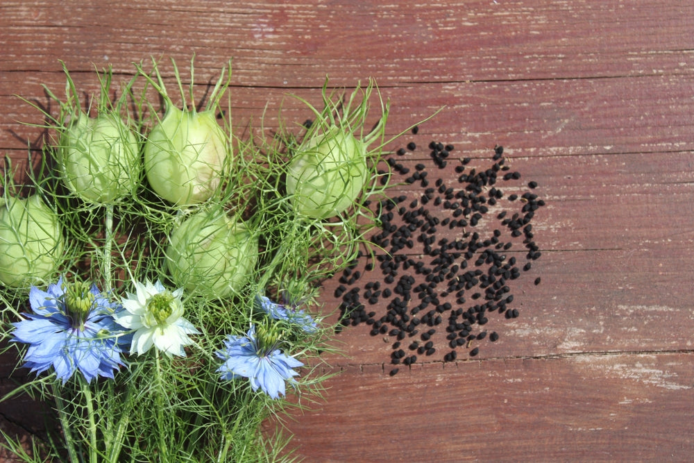 Love-In-A-Mist – Nigella Seed