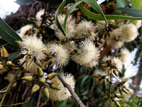 Eucalyptus Tereticornis Tree Seeds