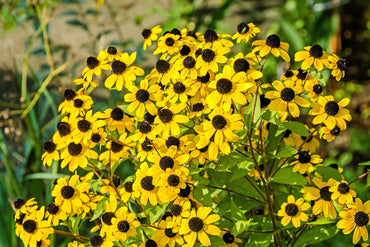 Rudbeckia triloba – Organic Flower Seed