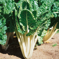 Silverbeet- Large White Ribbed