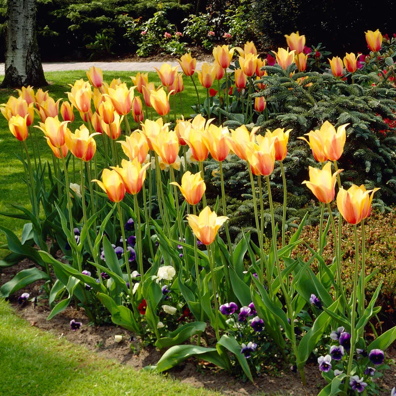 Yellow Dynasty Tulip Seeds