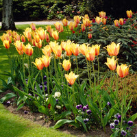 Yellow Dynasty Tulip Seeds