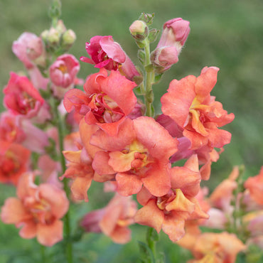 Madame Butterfly Bronze – Snapdragon Seed