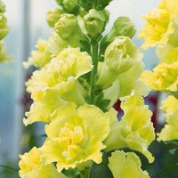 Madame Butterfly Yellow – Snapdragon Seed