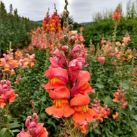 Monaco Orange – Snapdragon Seed