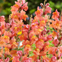 Opus? III Early Bronze – Snapdragon Seed