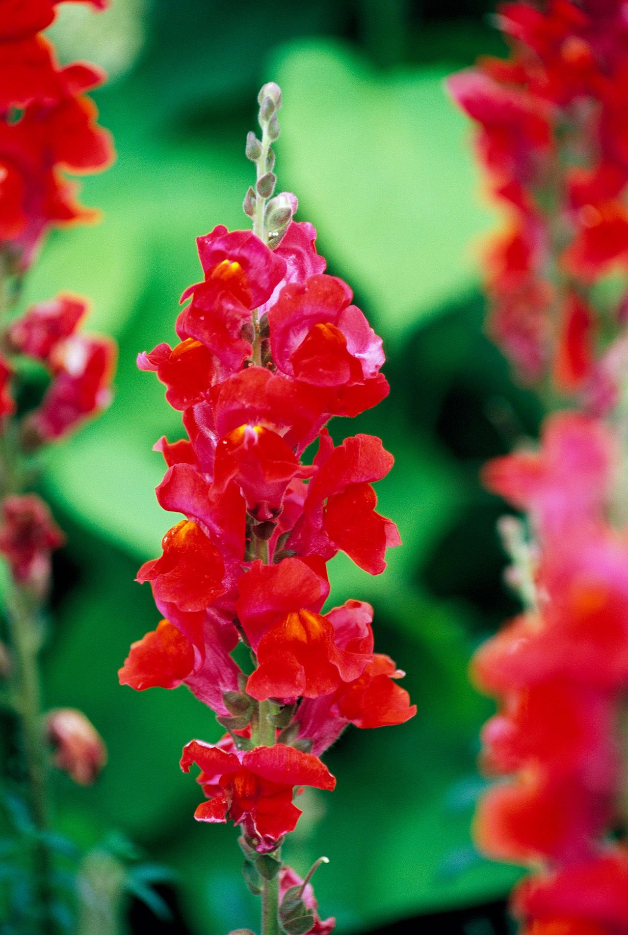 Chantilly Velvet – Snapdragon Seed