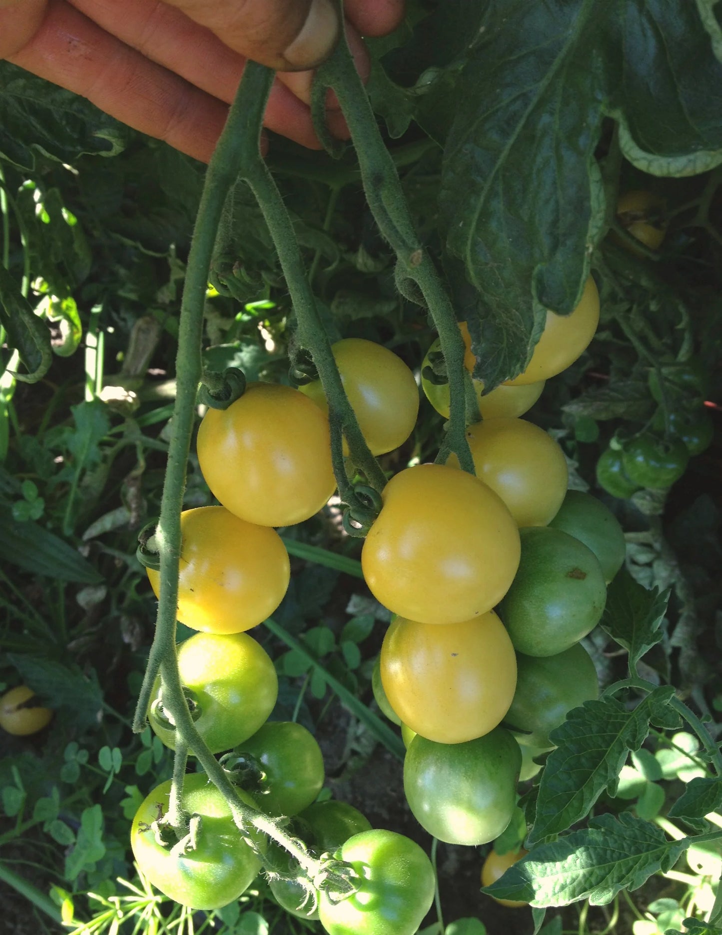 White Cherry – Organic Tomato Seed