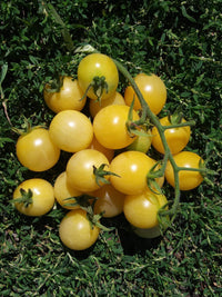 Tomato- White Cherry