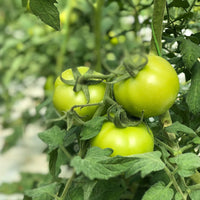 Tomato- Evergreen