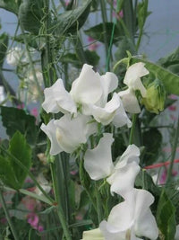 Royal Wedding – Sweet Pea Seed