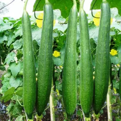 Sponge Gourd Jaipur Long Vegetable Seeds