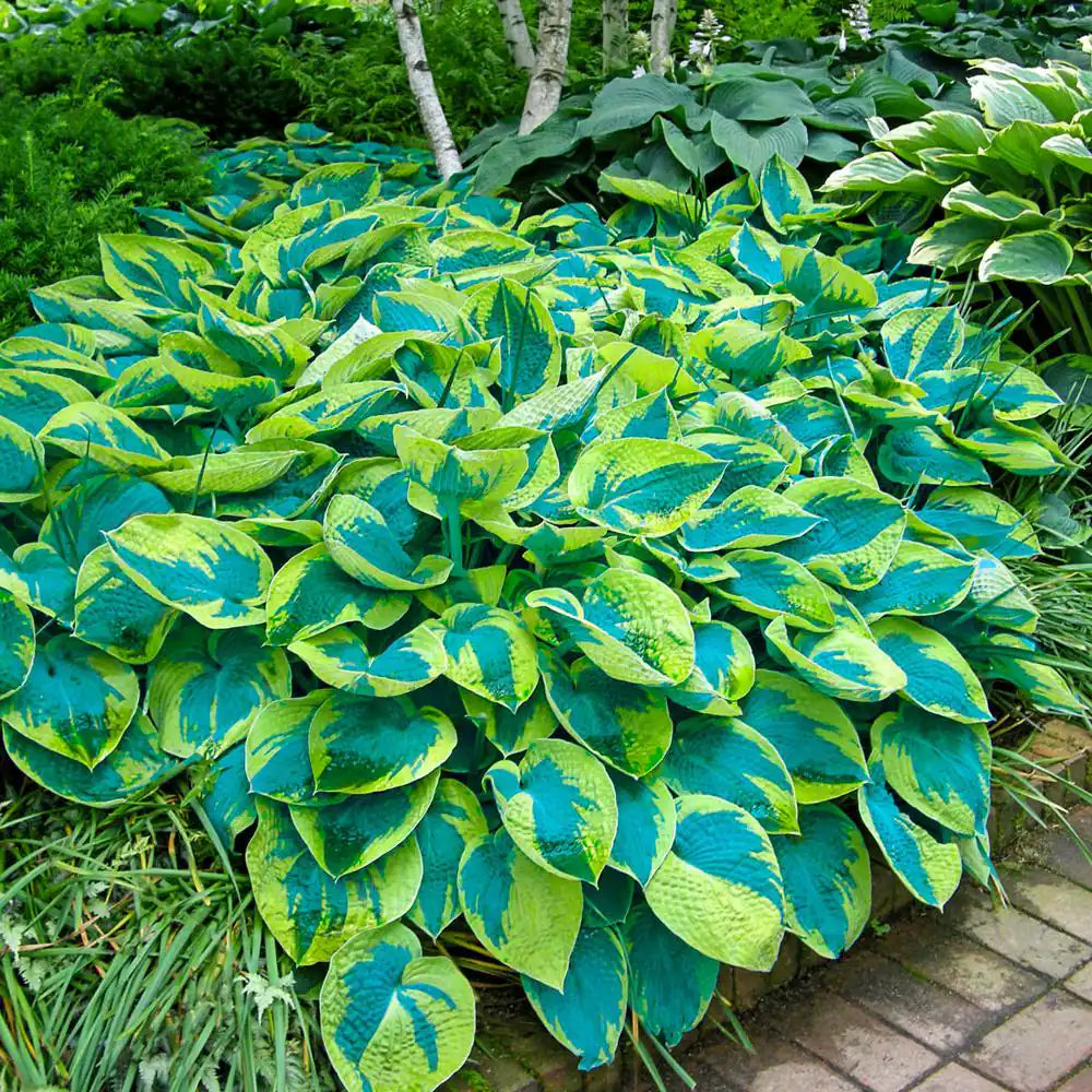 Tokudama flavocircinalis Hosta