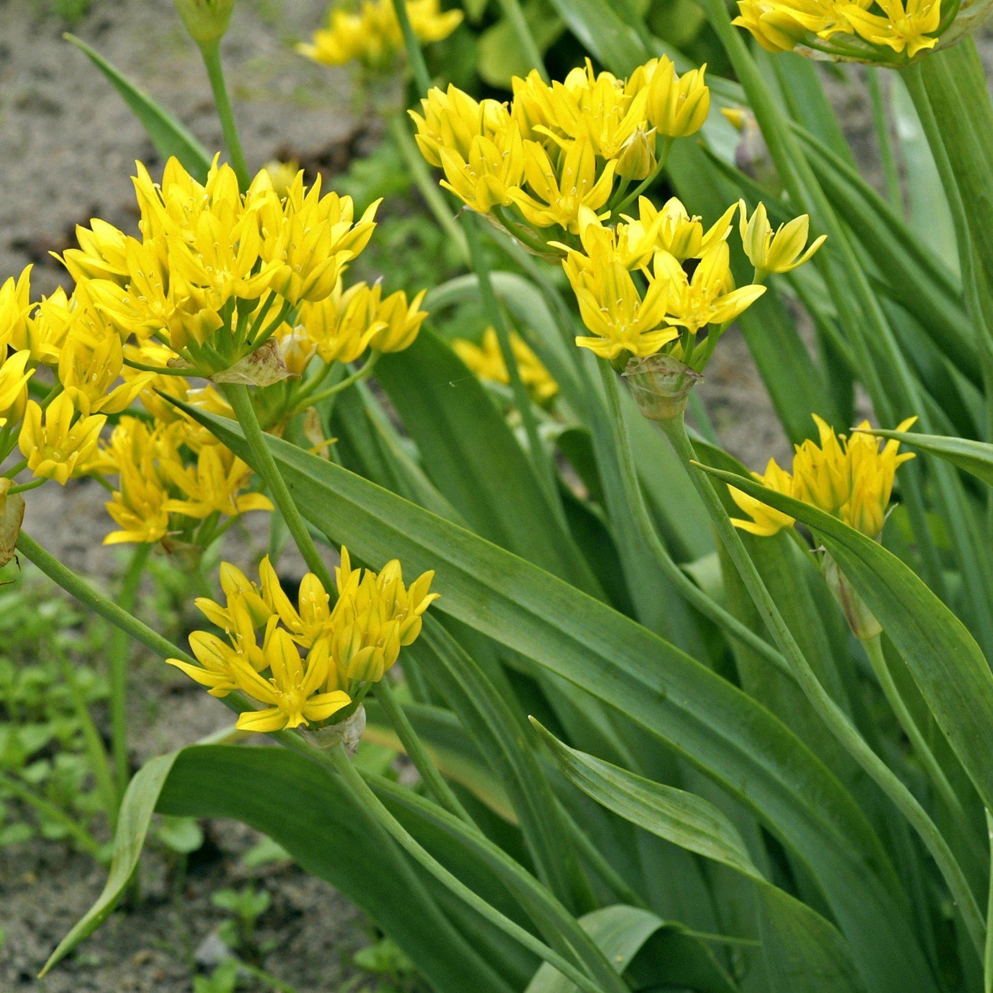 Allium Moly Yellow Bulb