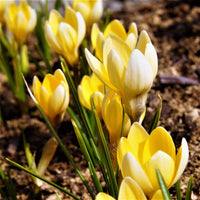 Crocus Chrysanthus Romance Yellow Bulbs