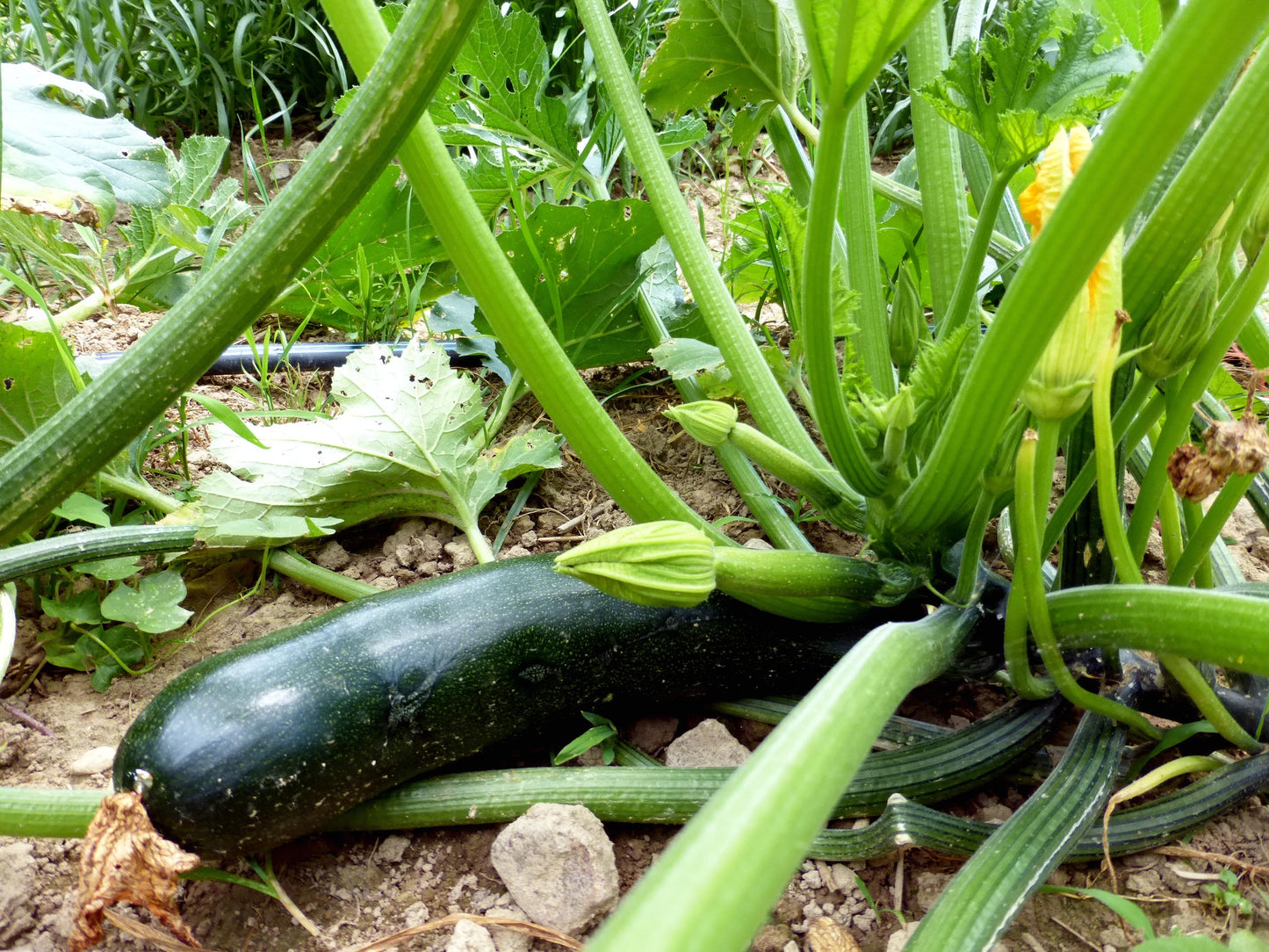 Zucchini- Black Beauty