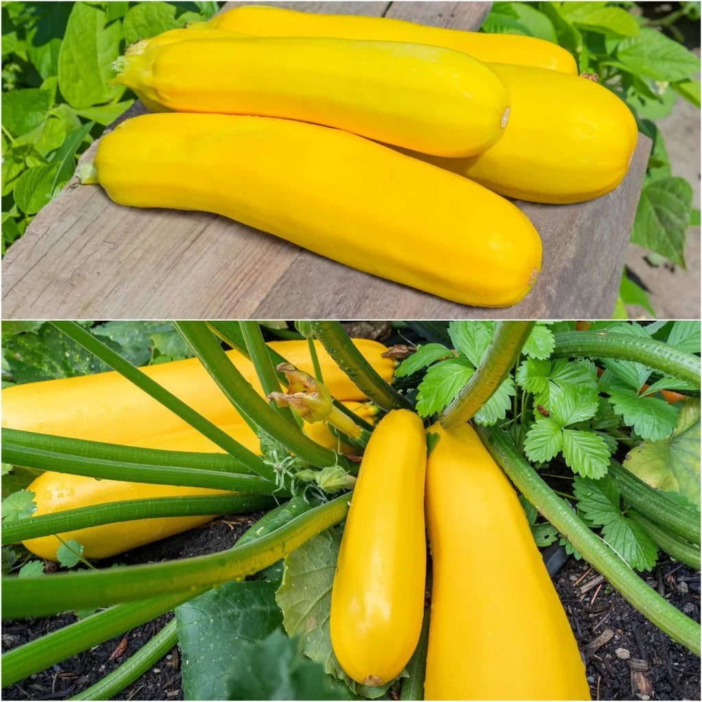 Zucchini- Early Prolific Straightneck