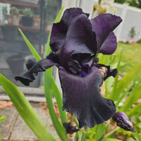 Black Is Black Bearded Iris Seeds