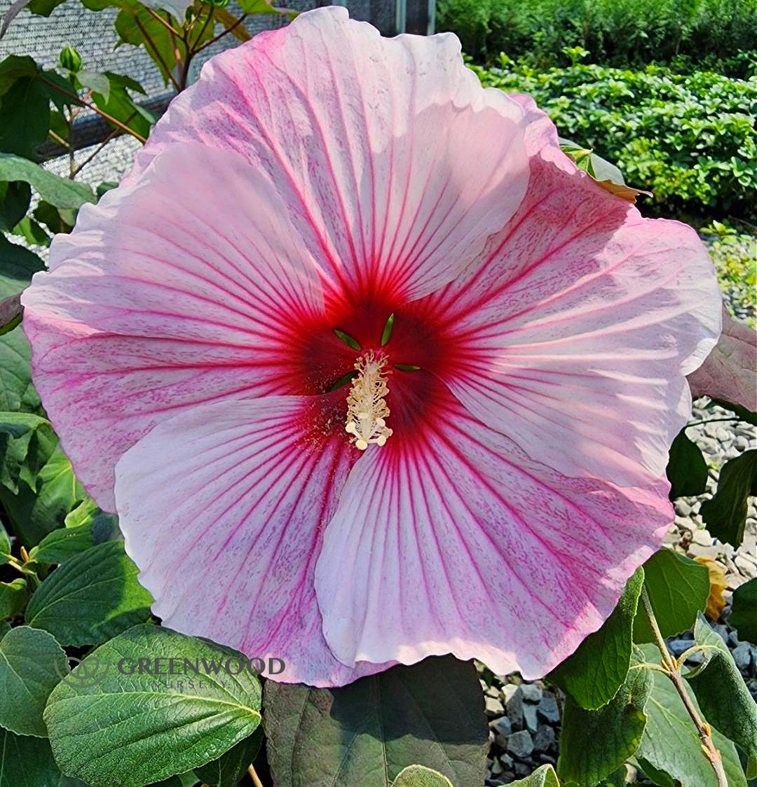 Starry Starry Night Hibiscus